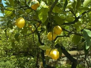 http://www.freeimages.com/photo/lemon-tree-1327476