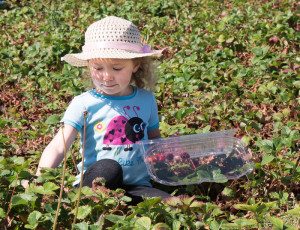 SALEMHARVESTstrawberry girl